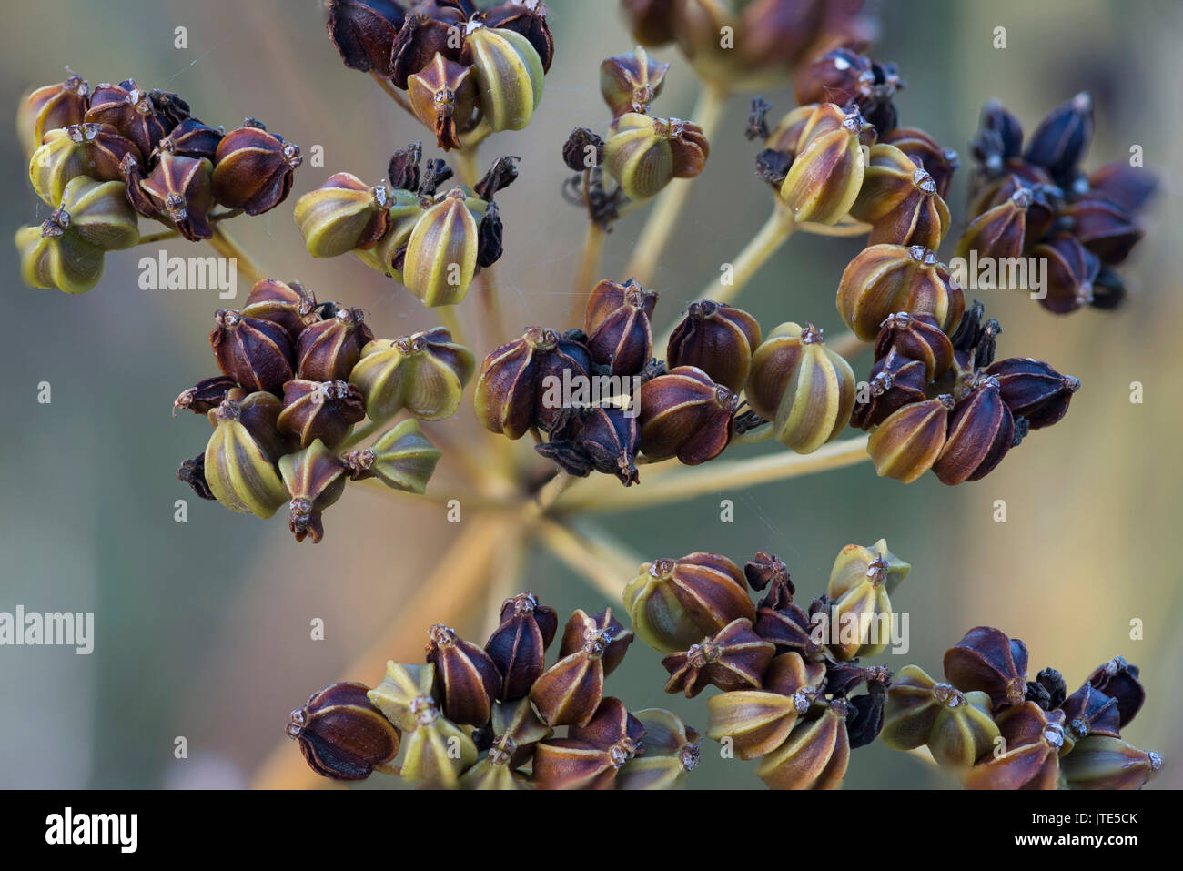 Alexanders seme head Foto Stock