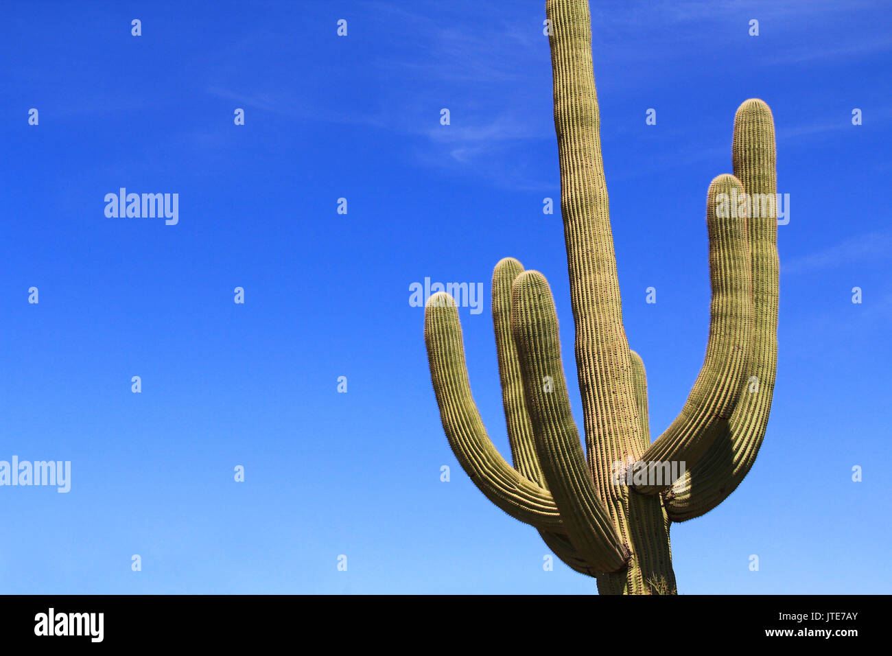 Grandi cactus Saguaro con bracci e cielo blu spazio copia vicino Tillotson picco in organo a canne Cactus Monumento Nazionale in Ajo, Arizona, Stati Uniti d'America che è un shor Foto Stock