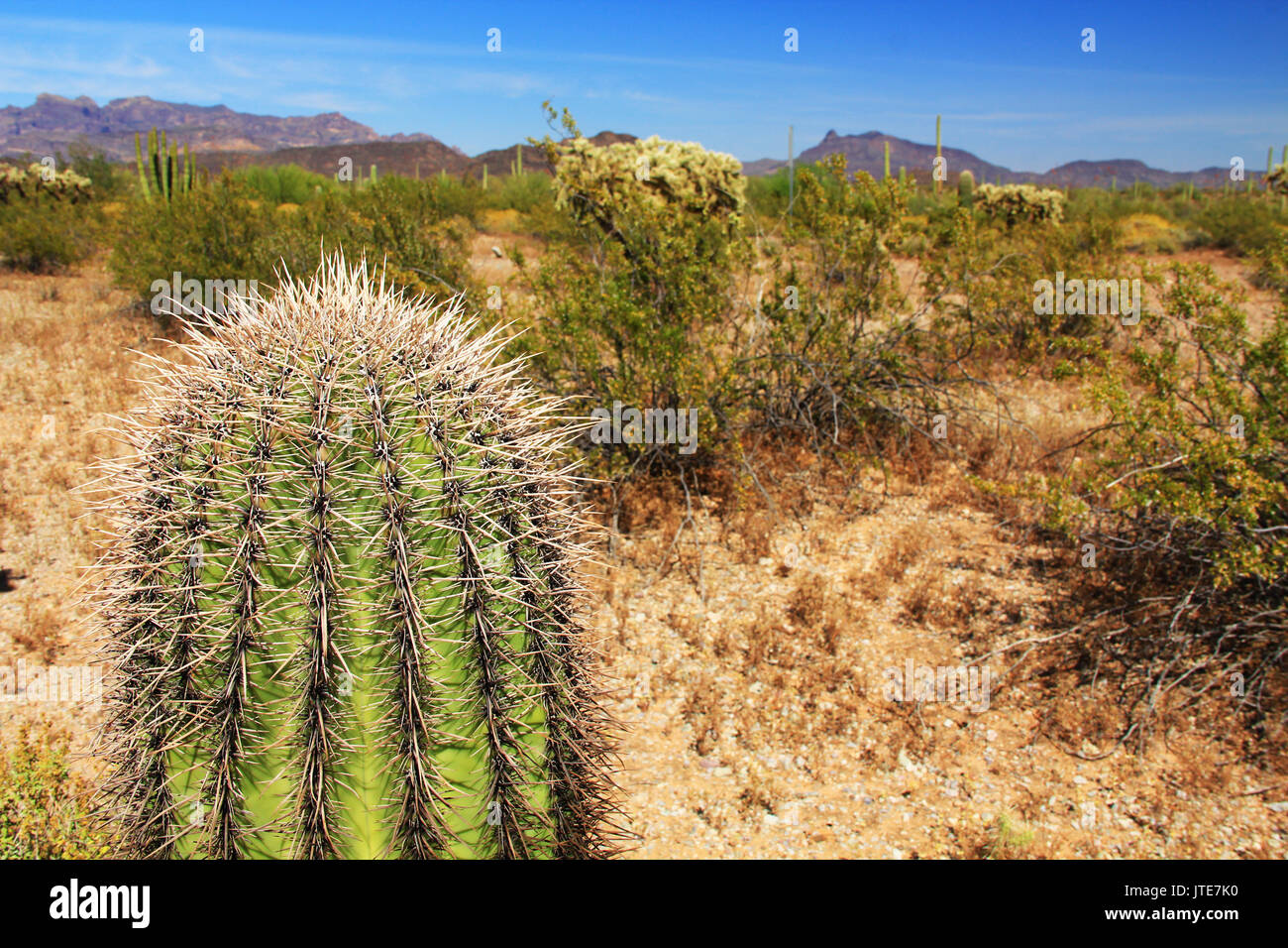 Vista ravvicinata di un piccolo cactus Saguaro e cielo blu spazio copia in organo a canne Cactus Monumento Nazionale in Ajo, Arizona, Stati Uniti d'America compreso un grande assortme Foto Stock