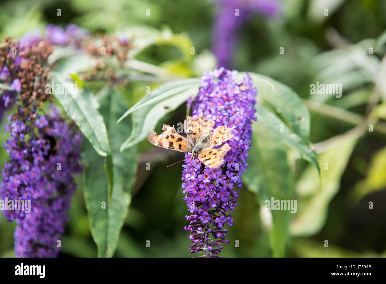 Farfalla virgola che si nutre di un fiore di buddleia viola in un giardino estivo, Regno Unito Foto Stock