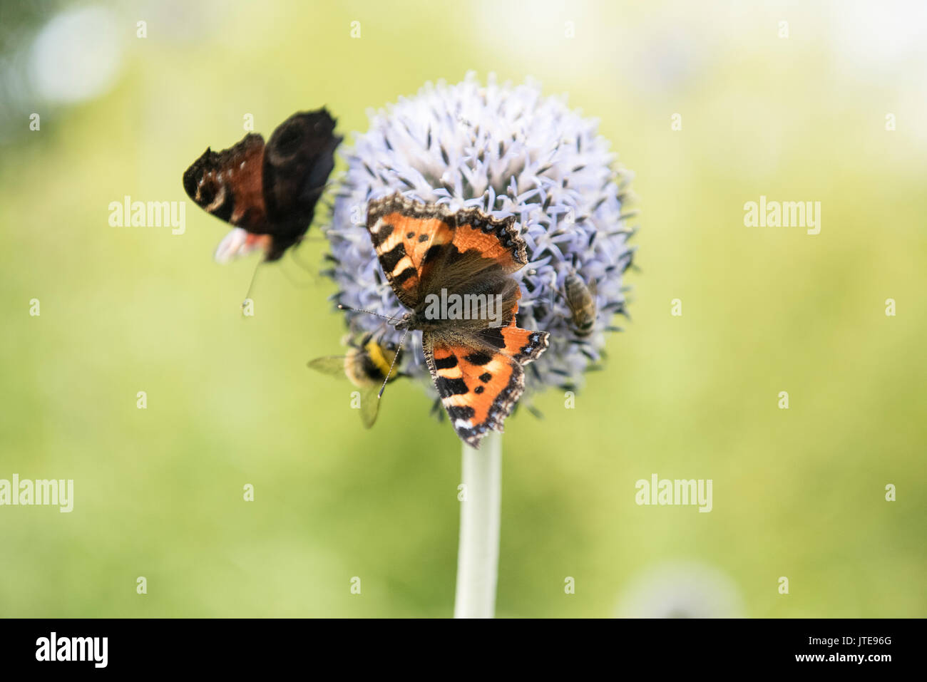 Farfalle e api che si nutrono di una testa di cardo globo in un giardino estivo, nel Regno Unito Foto Stock