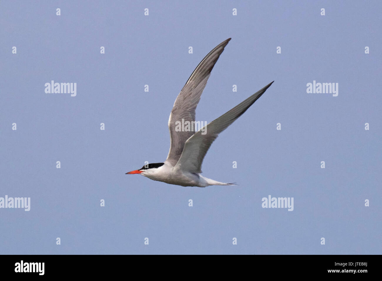Un comune tern in volo in estate Foto Stock