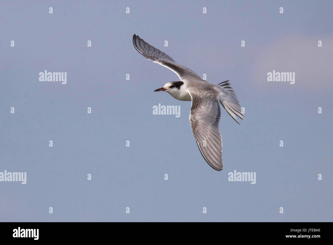 I capretti tern comune in volo Foto Stock