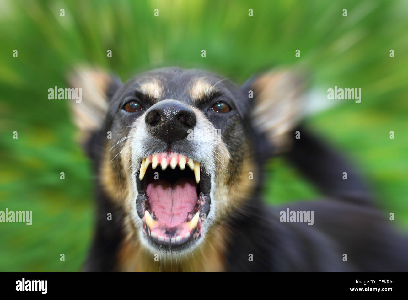 Barking su tutte le furie il cane pastore all'aperto Foto Stock