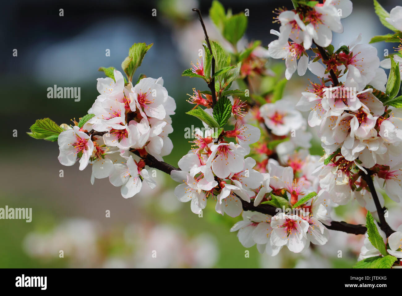 Petali di colore bianco di nanchino la fioritura dei ciliegi nel mese di aprile Foto Stock