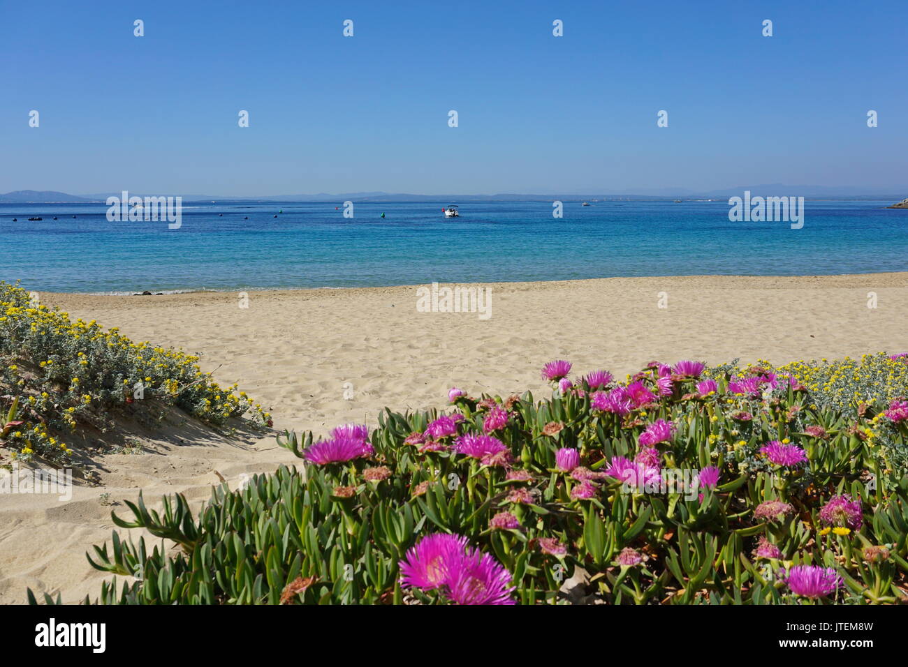 Spagna costa brava spiaggia sabbiosa con fiori in primo piano, mare Mediterraneo, Almadrava, Canyelles Grosses, rose, Catalogna Foto Stock