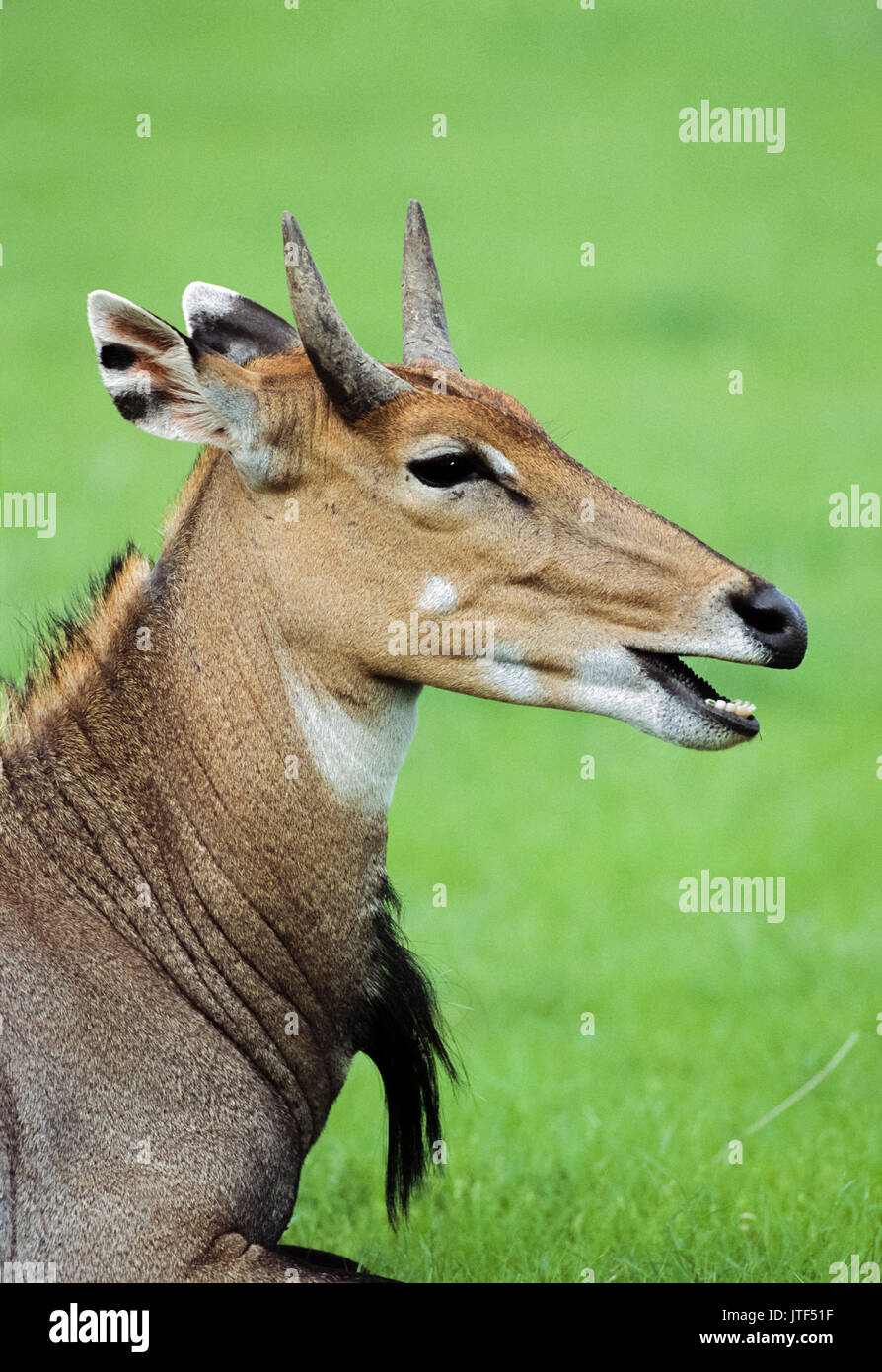 Maschio, nilgai(boselaphus tragocamelus), masticare cud, keoladeo ghana national park, bharatpur Rajasthan, India Foto Stock