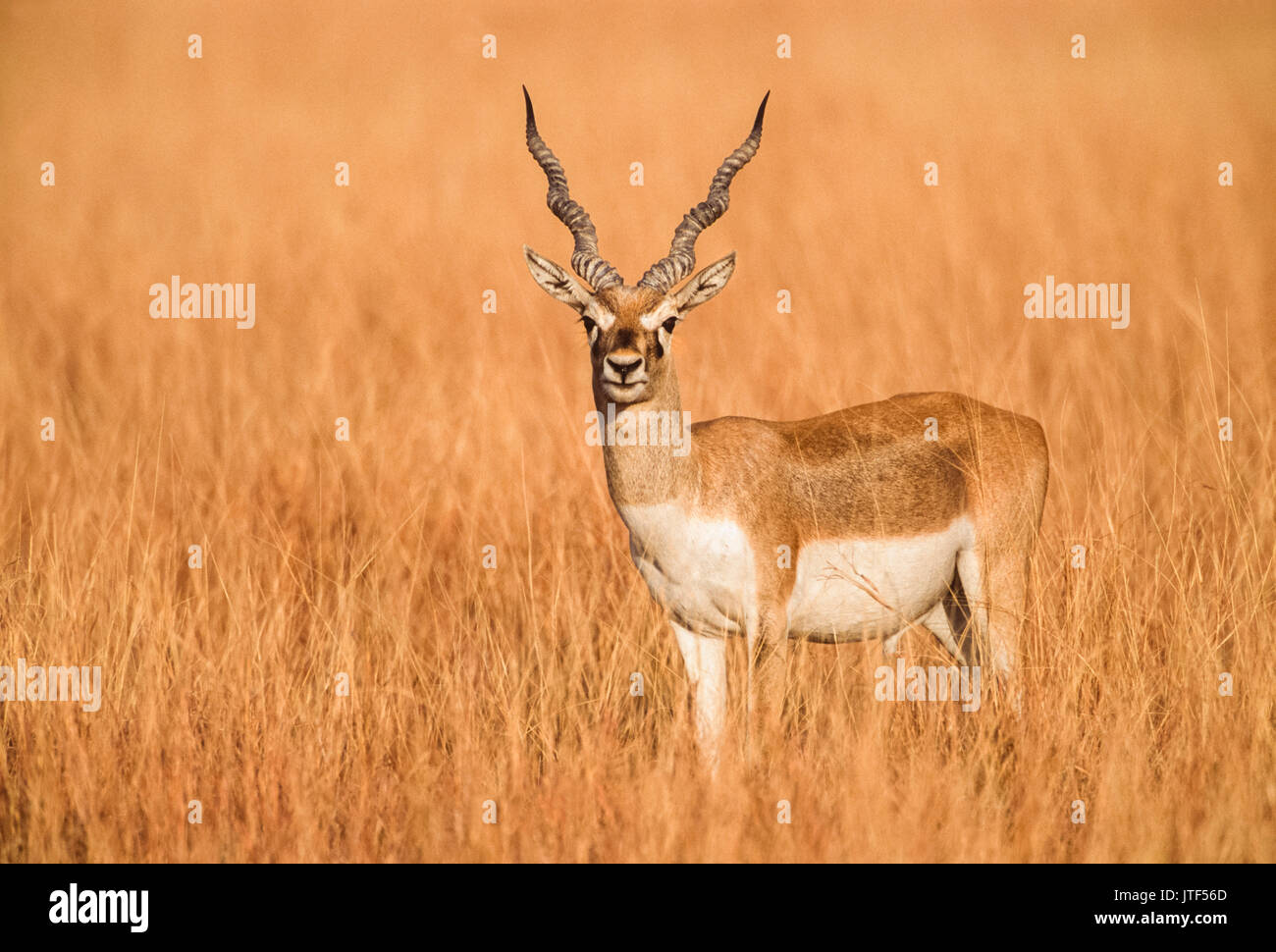 Maschio Blackbuck indiano, noto anche come Blackbuck o indiano, antilope(Antilope cervicapra), Blackbuck National Park, Velavadar, Gujarat, India Foto Stock