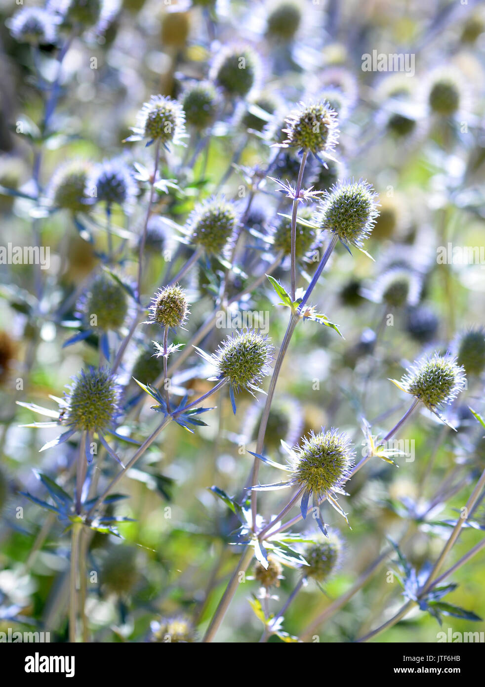 Eryngium retroilluminato di fiori in un giardino inglese in estate Foto Stock