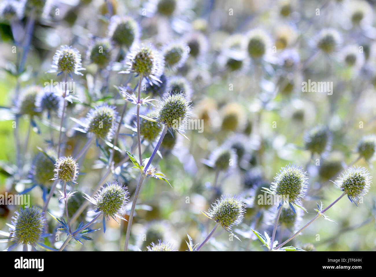 Eryngium retroilluminato di fiori in un giardino inglese in estate Foto Stock