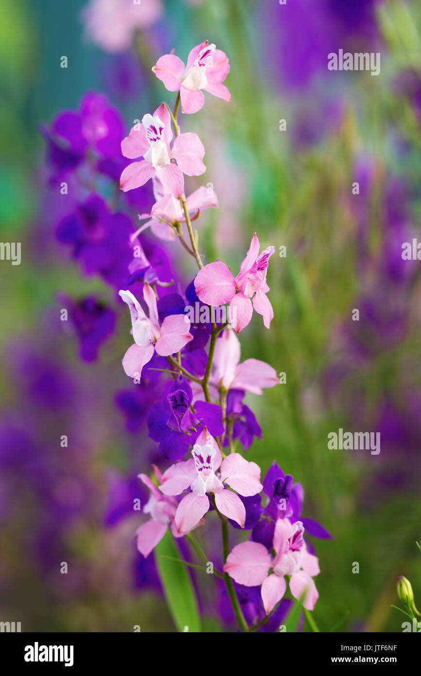 Coloratissimi fiori delphinium verso la fine di maggio Foto Stock
