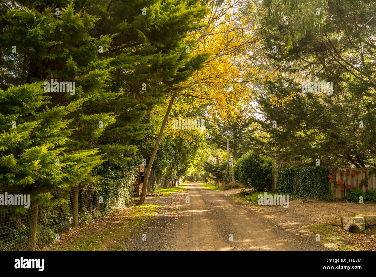 Strada di campagna in autunno con la luce del sole pomeridiano su foglie d'oro Foto Stock