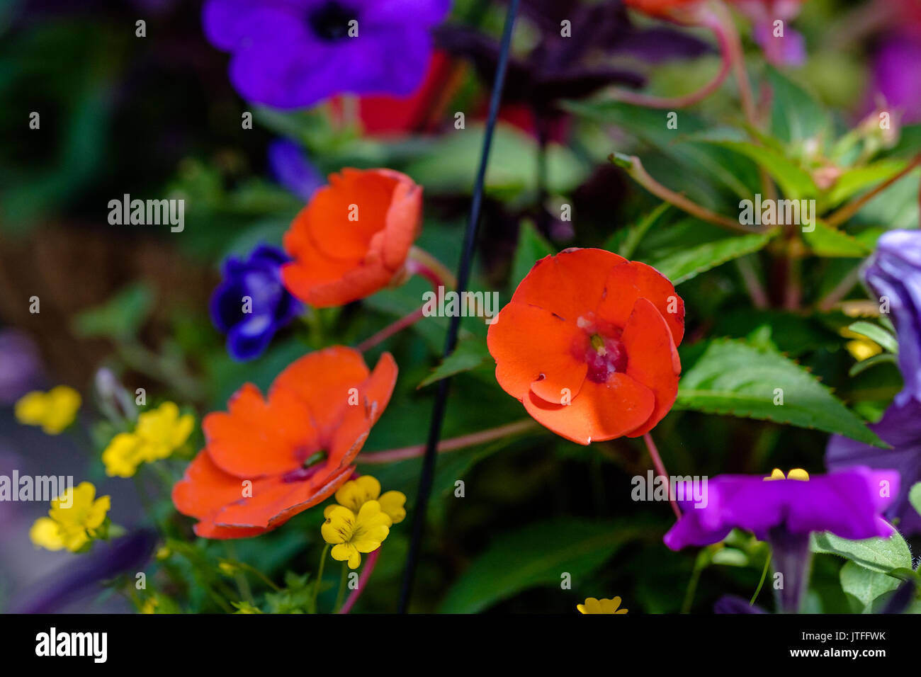 Impatiens rosso, balsaminaceae, fiori con vari altri fiori da giardino che circonda un giardino di casa. Foto Stock