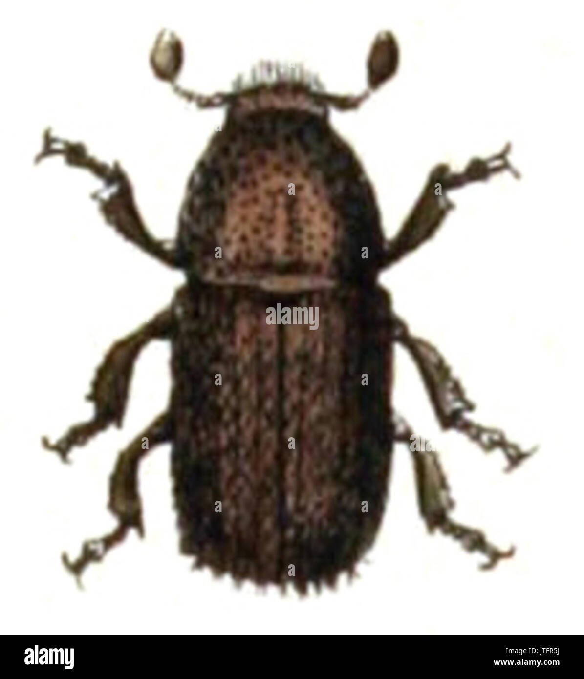 Polygraphus.poligraphus. .Calwer.30.06 Foto Stock