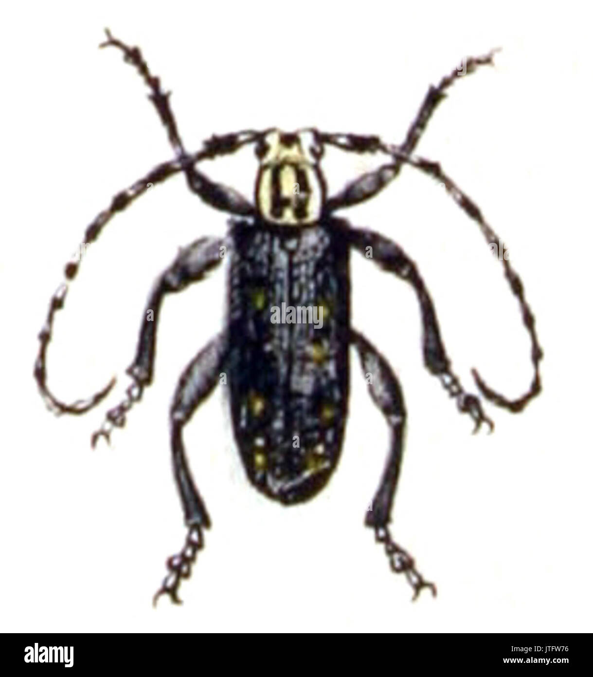 Saperda.thespesia. .Calwer.39.09 Foto Stock