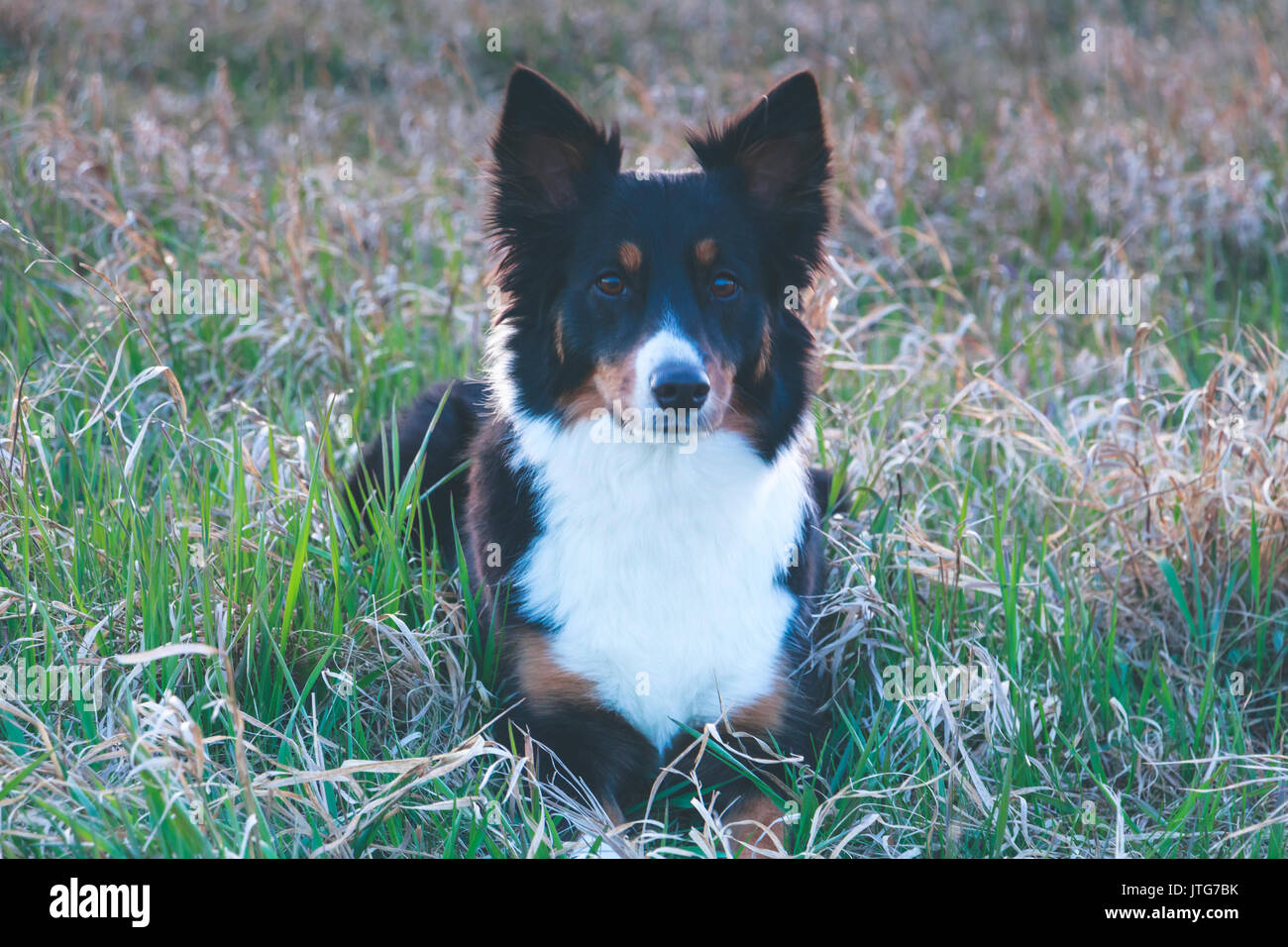 collie di bordo Foto Stock