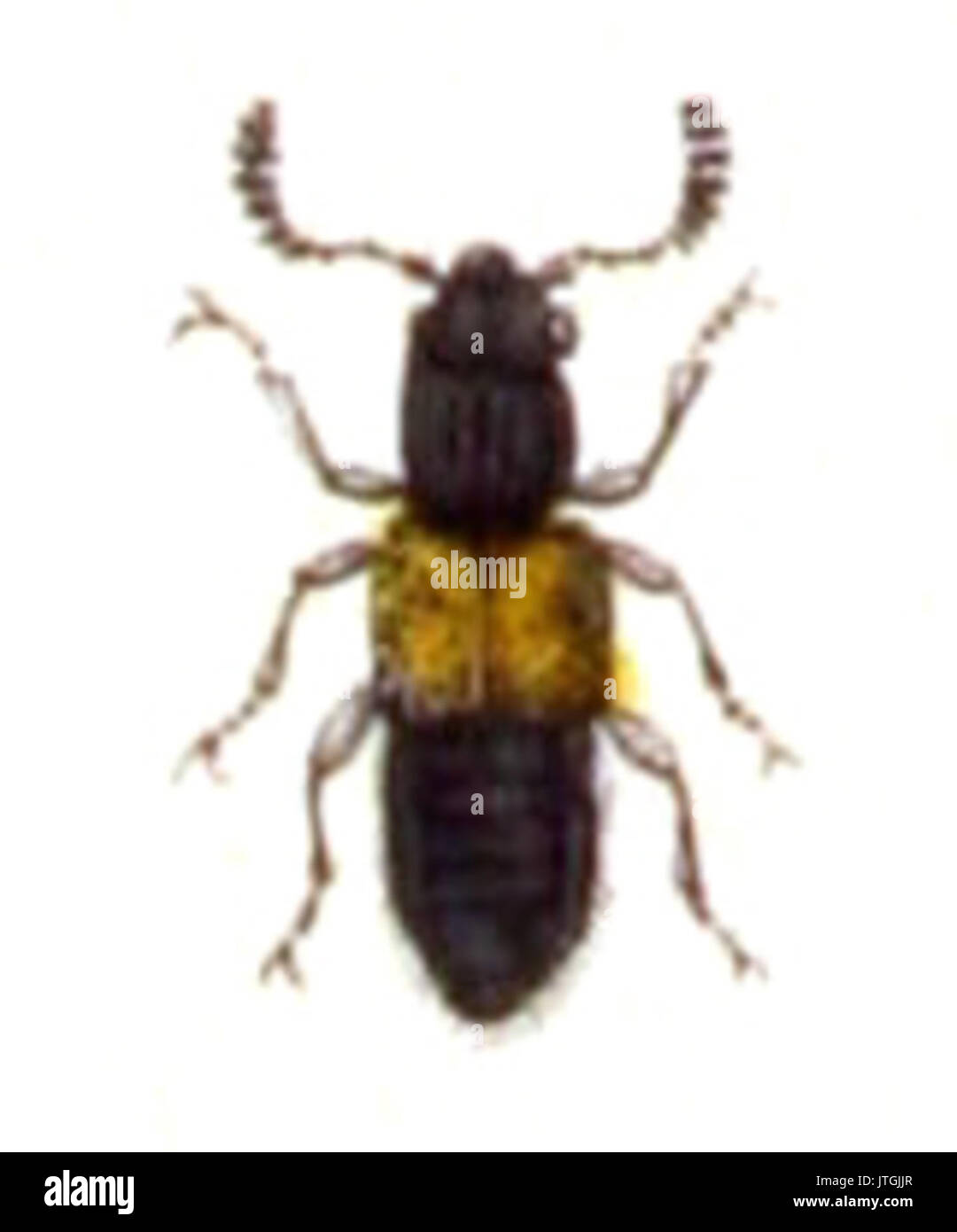 Oxytelus.piceus. .Calwer.12,22 Foto Stock