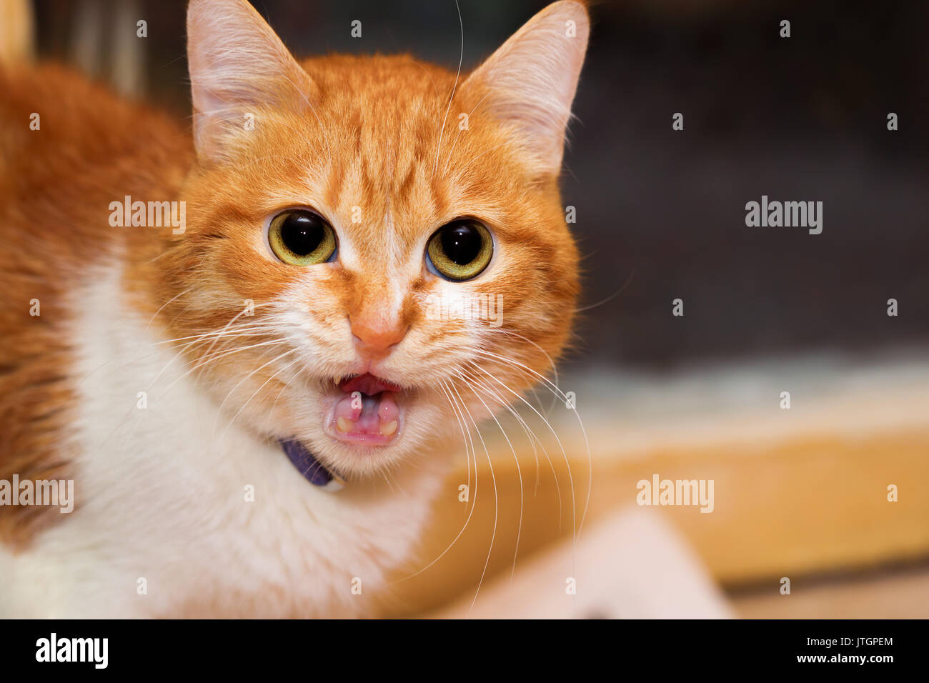 Gatto rosso con grandi occhi rotondi di parlare con te Foto Stock