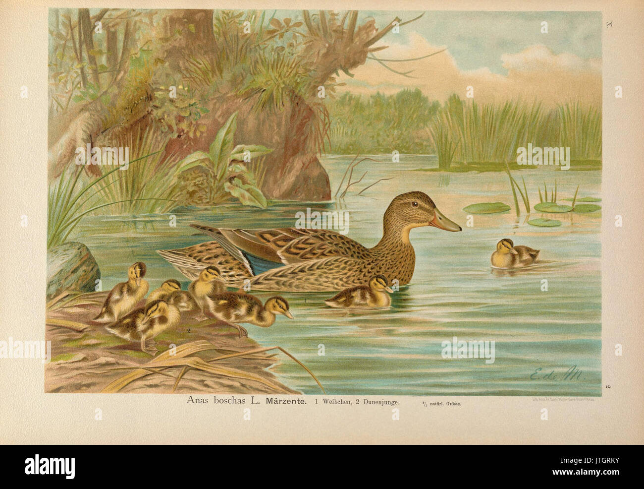 Stockente Naumann Foto Stock