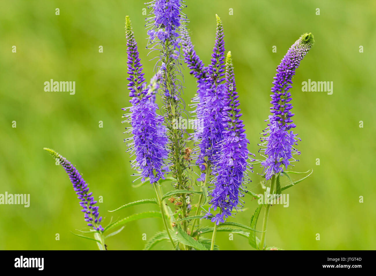 Veronica spicata (spiked speedwell; Pseudolysimachion spicatum) è una specie del genere Veronica. Noto anche come Royal candele Veronica Foto Stock