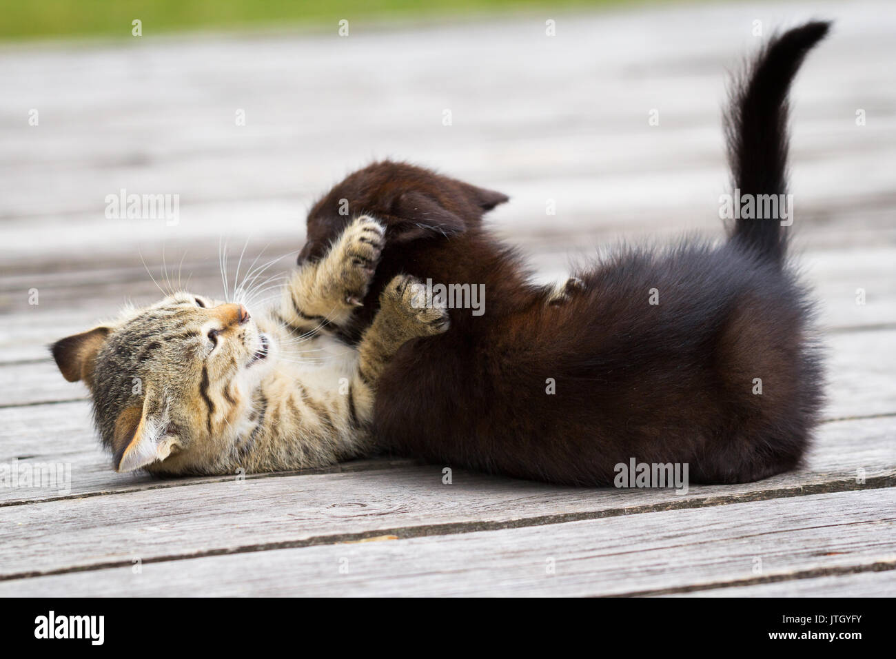 Due poco simpatici gattini giocando e mordere ogni altro all'aperto Foto Stock