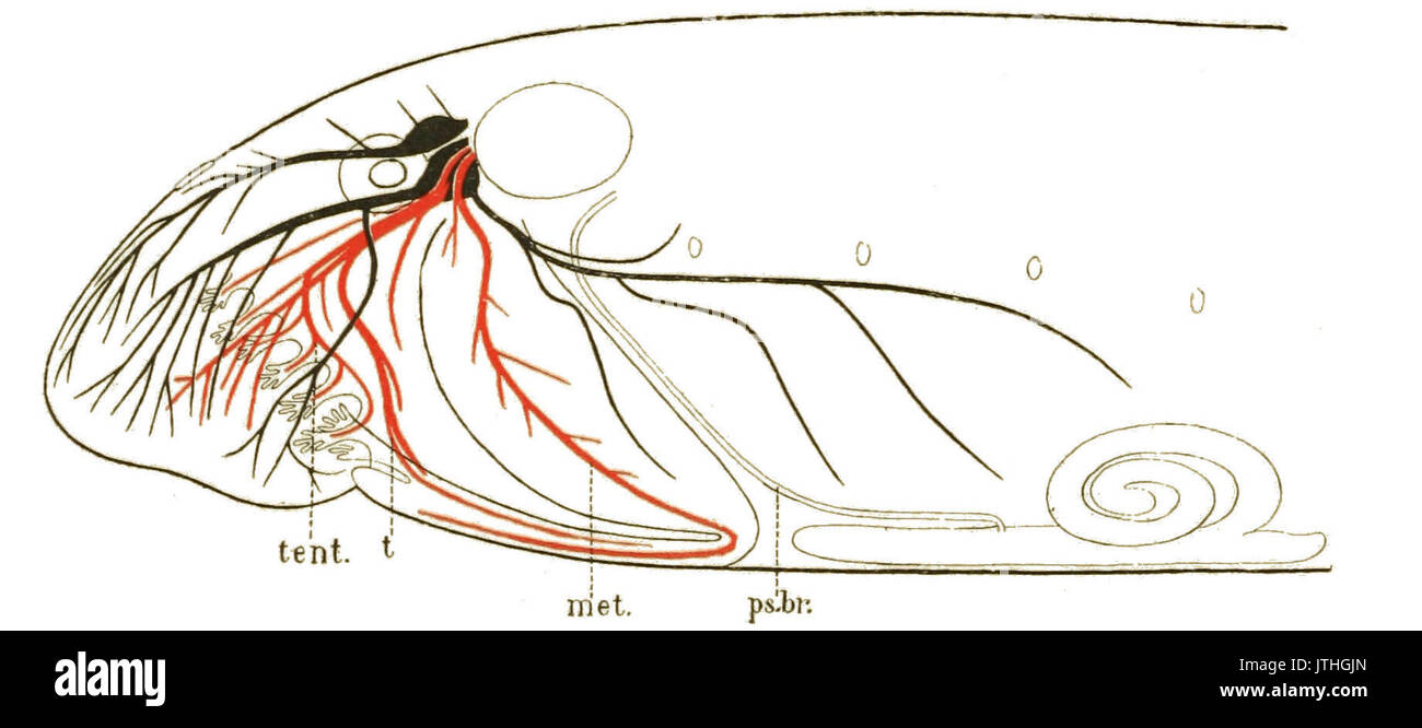 Origine dei vertebrati figura 114 Foto Stock