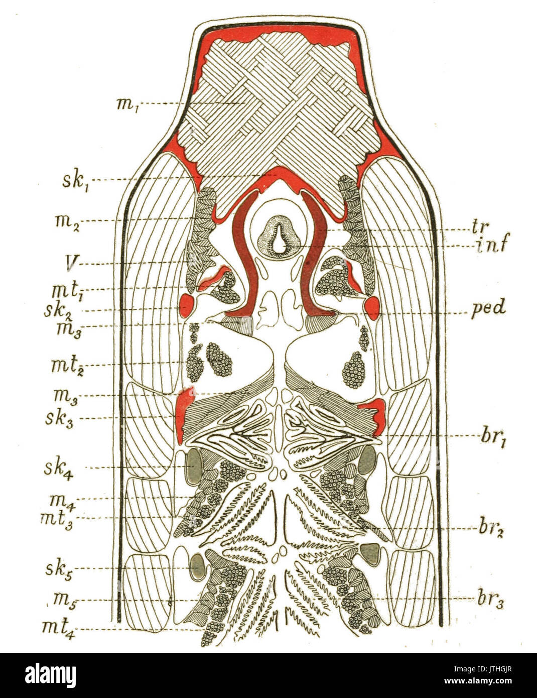 Origine dei vertebrati figura 116 Foto Stock