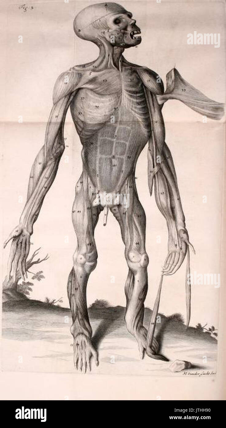 Tyson muscoli pigmeo parte anteriore Foto Stock