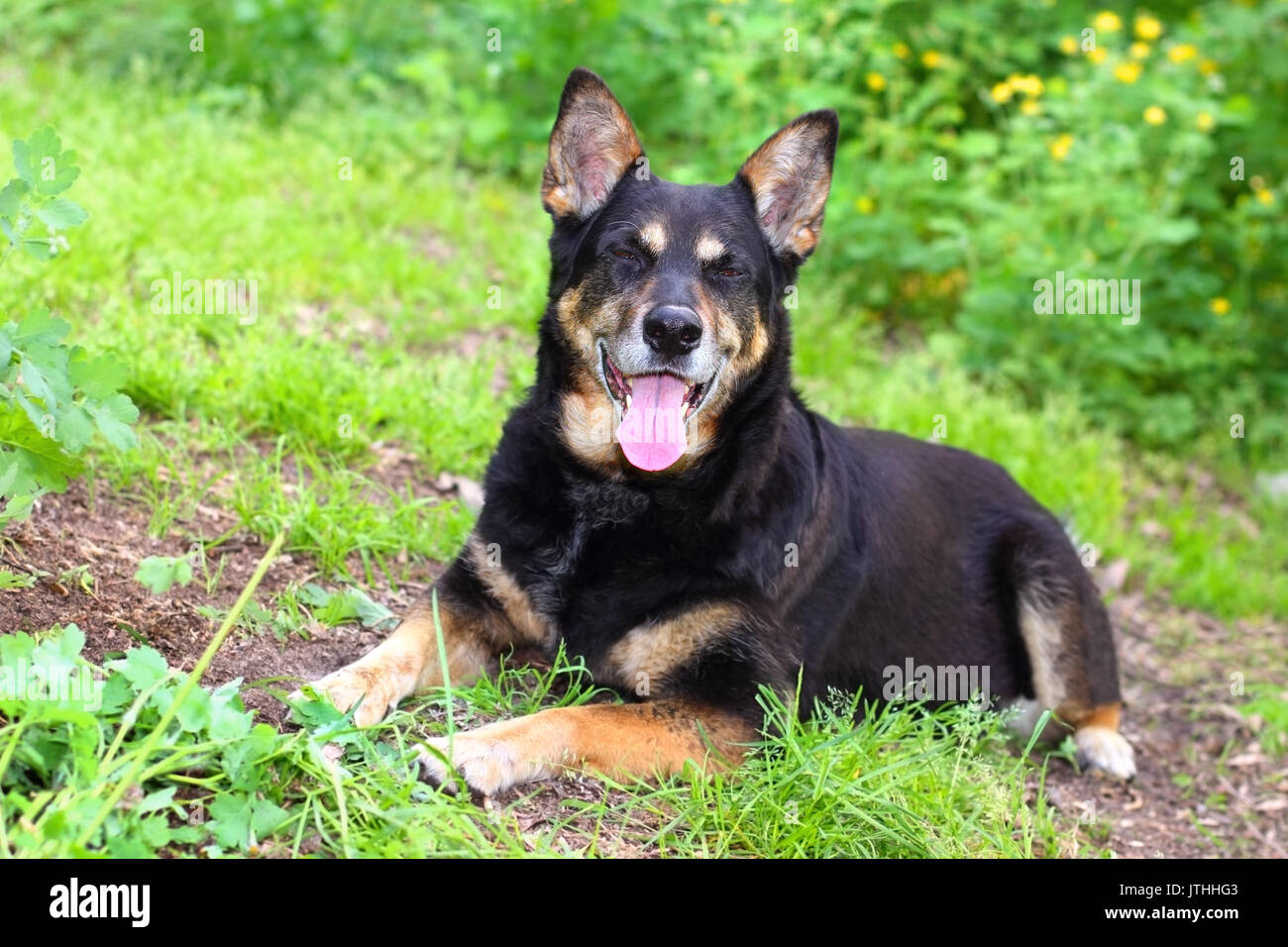 Nero il cane pastore sdraiati sull'erba all'aperto che mostra il suo lungo la linguetta rosa Foto Stock