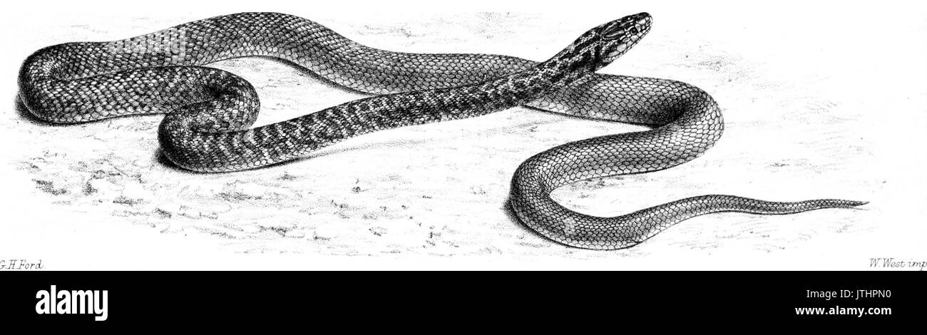 Gli Annali e la rivista di storia naturale; zoologia, botanica e della geologia (1866) (18226060179) Foto Stock