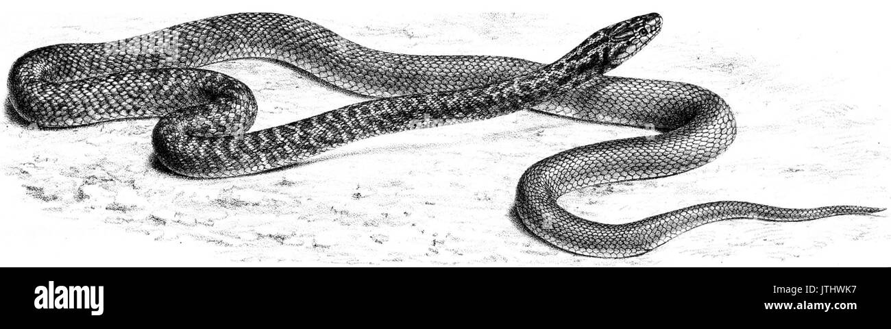 Gli Annali e la rivista di storia naturale; zoologia, botanica e della geologia (1866) (18226060179) 2 Foto Stock