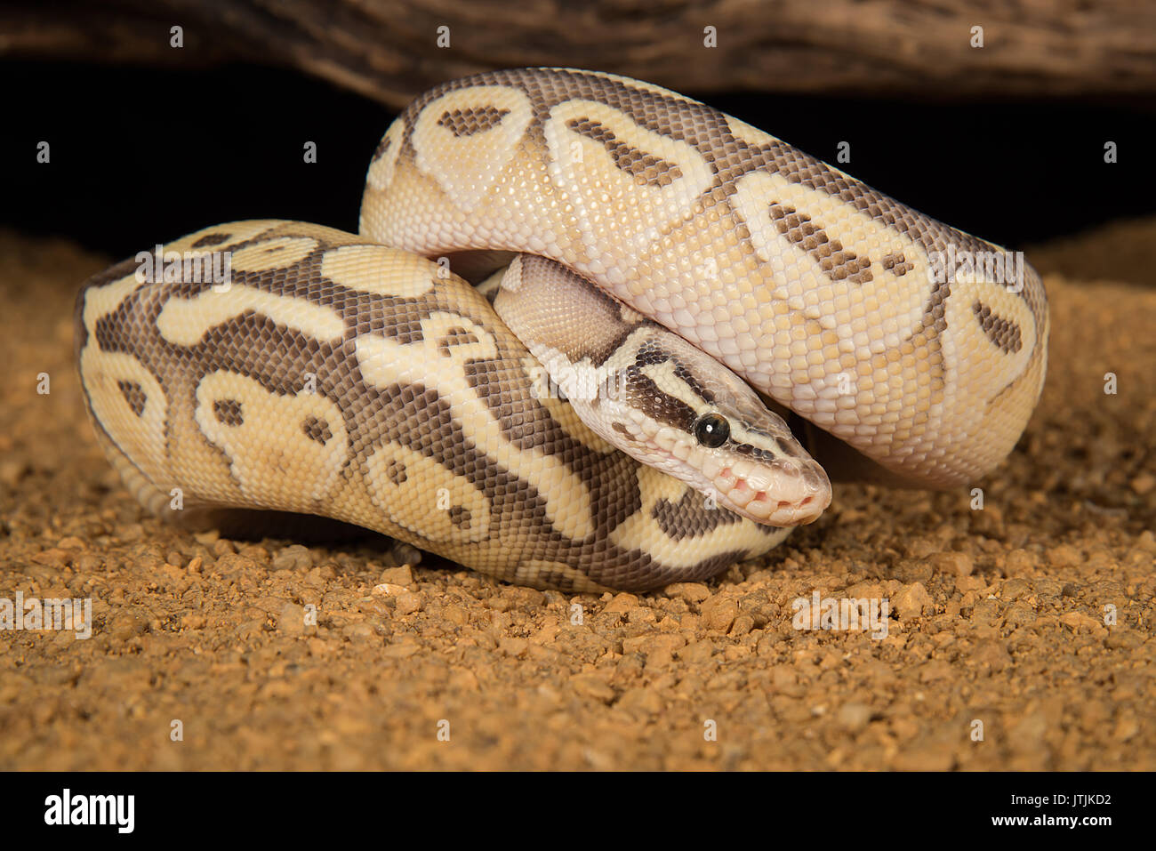 Un super minore morph pastello di un royal python raggomitolati con la sua testa che mostra Foto Stock