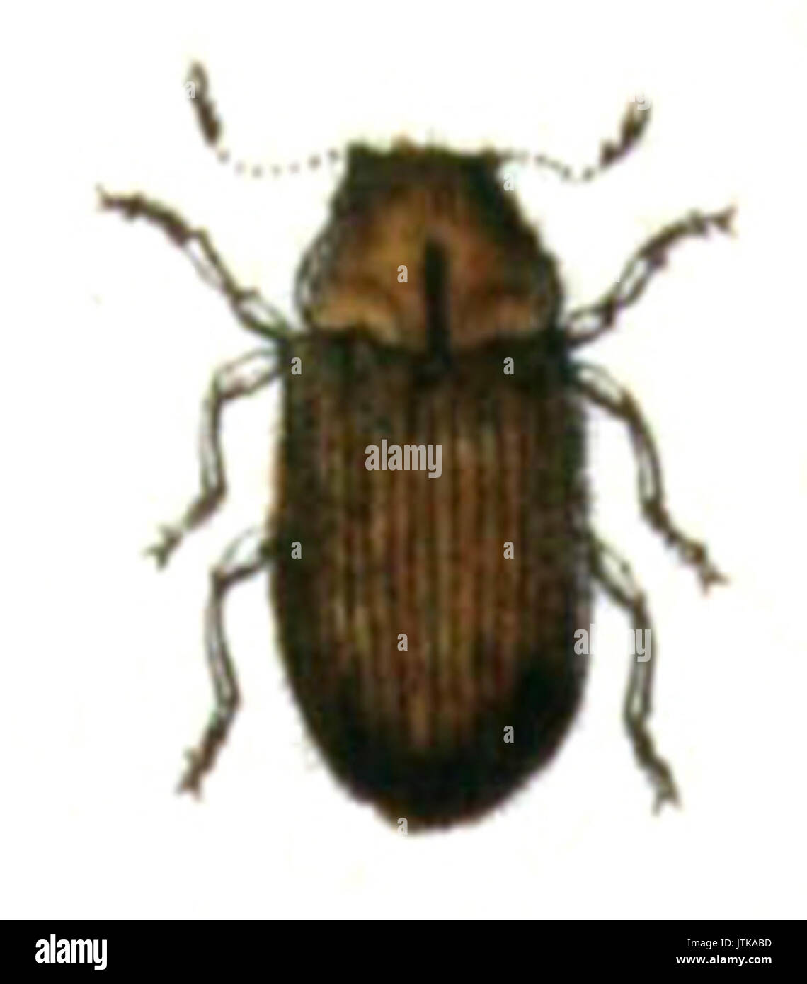 Stegobium paniceum immagini e fotografie stock ad alta risoluzione Alamy