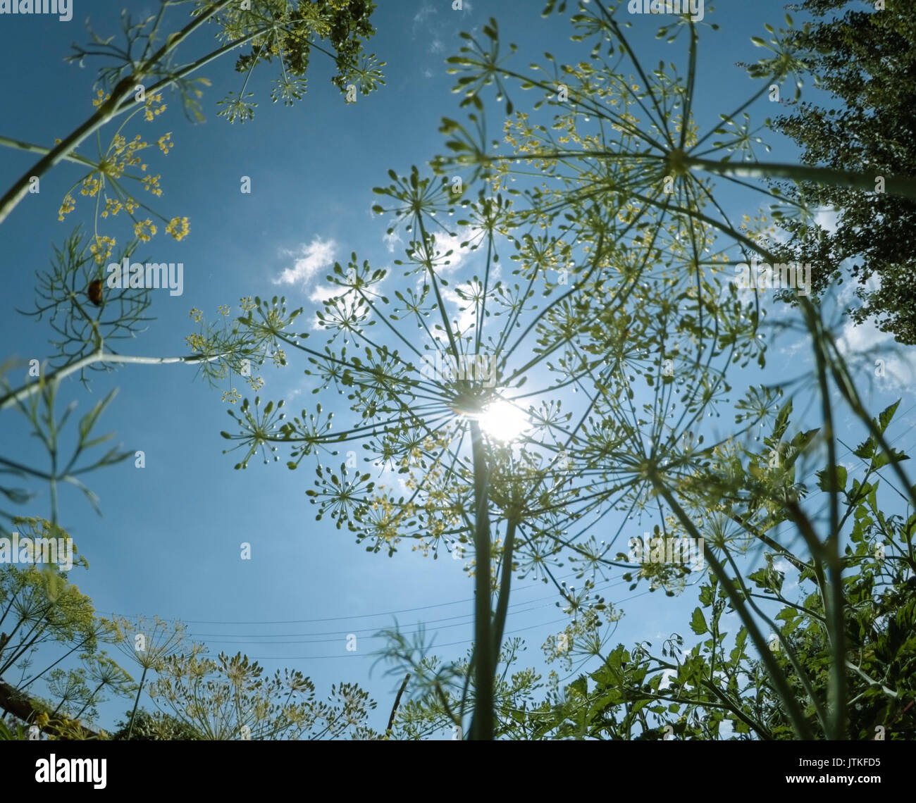 Bellissimi fiori e cielo blu Foto Stock