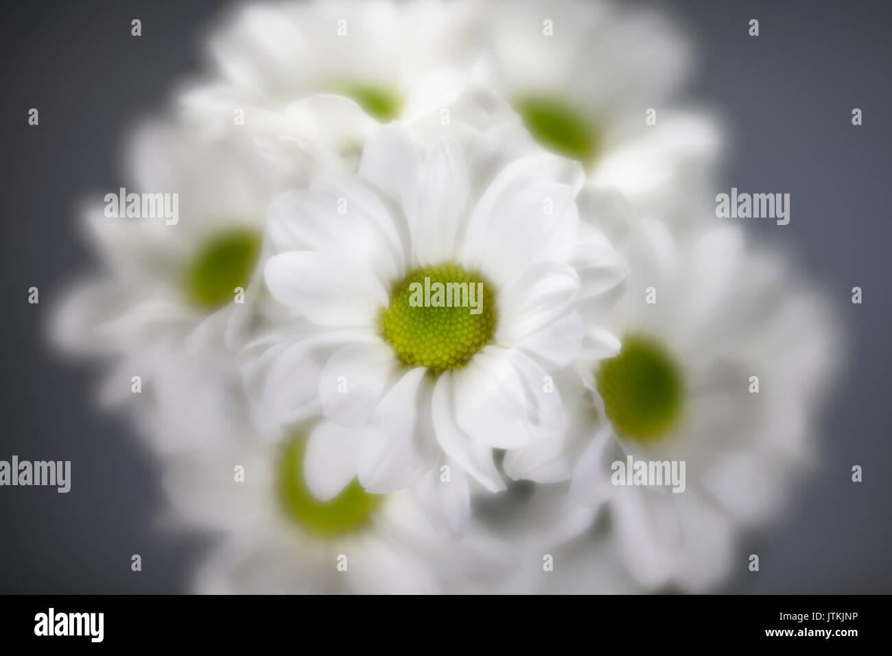 Messa a fuoco morbido di colore bianco e verde daisis Foto Stock