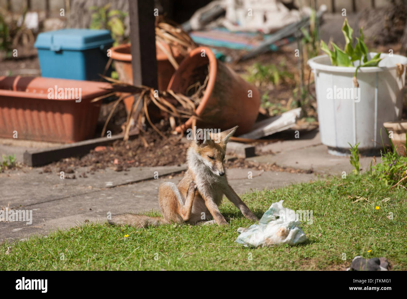 Red Fox cub scatching, Vulpes vulpes, in un giardino, London, Regno Unito Foto Stock