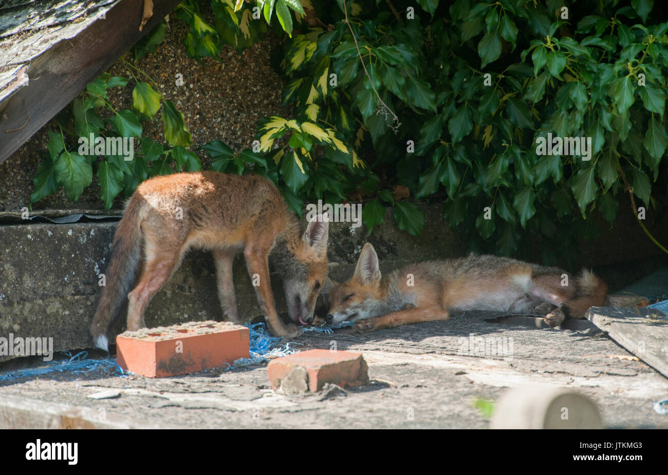 Red Fox cubs, Vulpes vulpes, riposo su una Tettoia da giardino in un giardino, London, Regno Unito Foto Stock