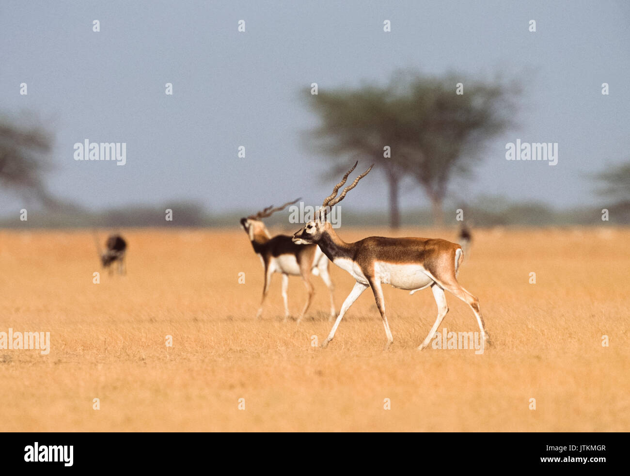 Maschio blackbuck indiano, noto anche come blackbuck o indiano, antilope(Antilope cervicapra), blackbuck national park, velavadar, Gujarat, India Foto Stock