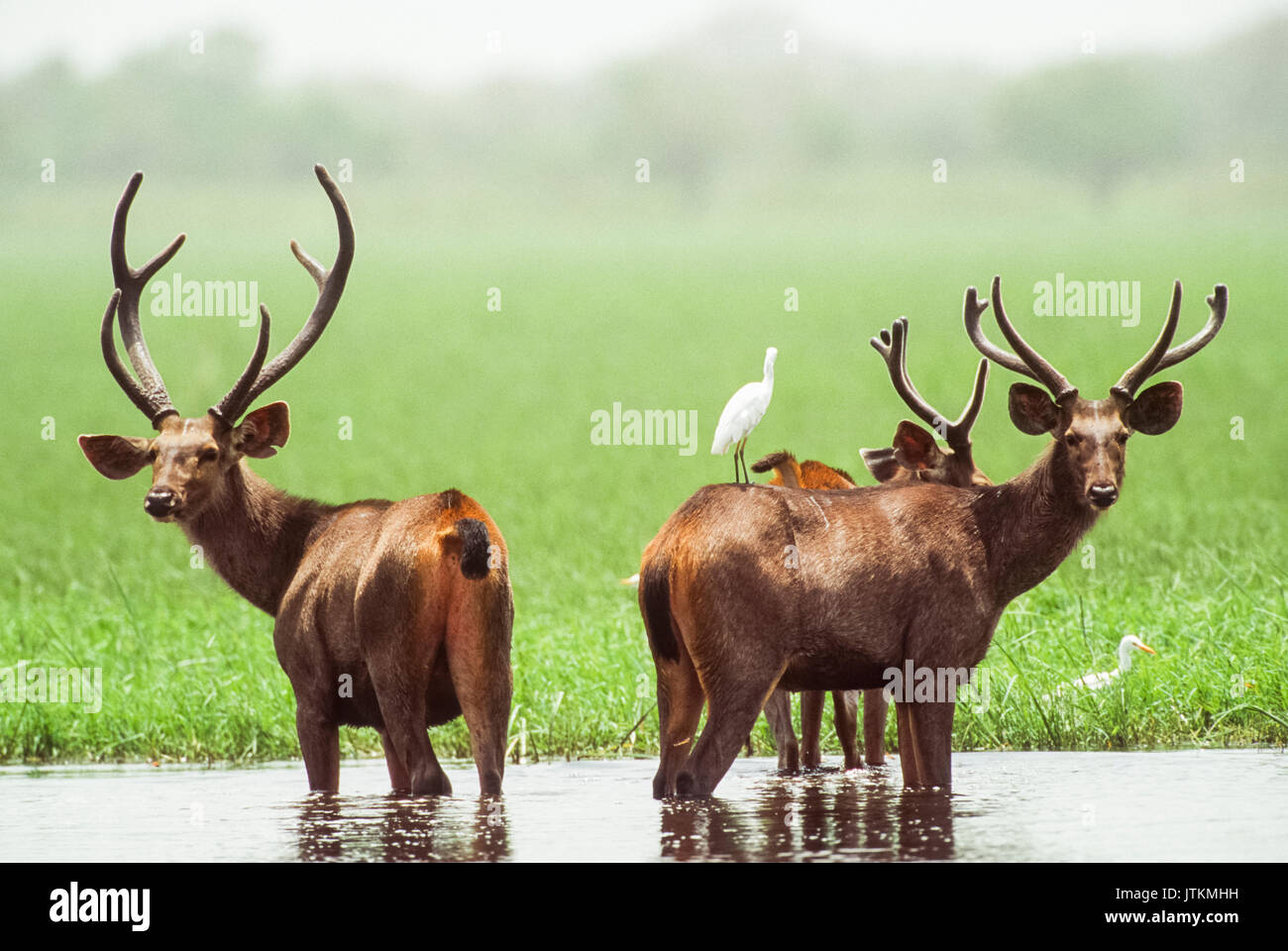 Maschio Sambar Deer, Rusa unicolor, in habitat paludoso, Keoladeo Ghana National Park, Bharatpur, Rajasthan, India Foto Stock