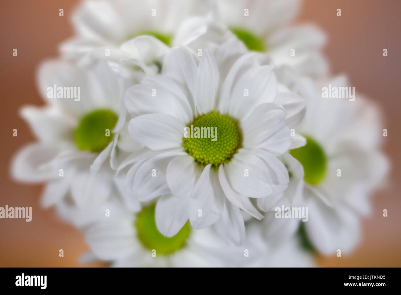 Messa a fuoco morbido di colore bianco e verde daisis Foto Stock