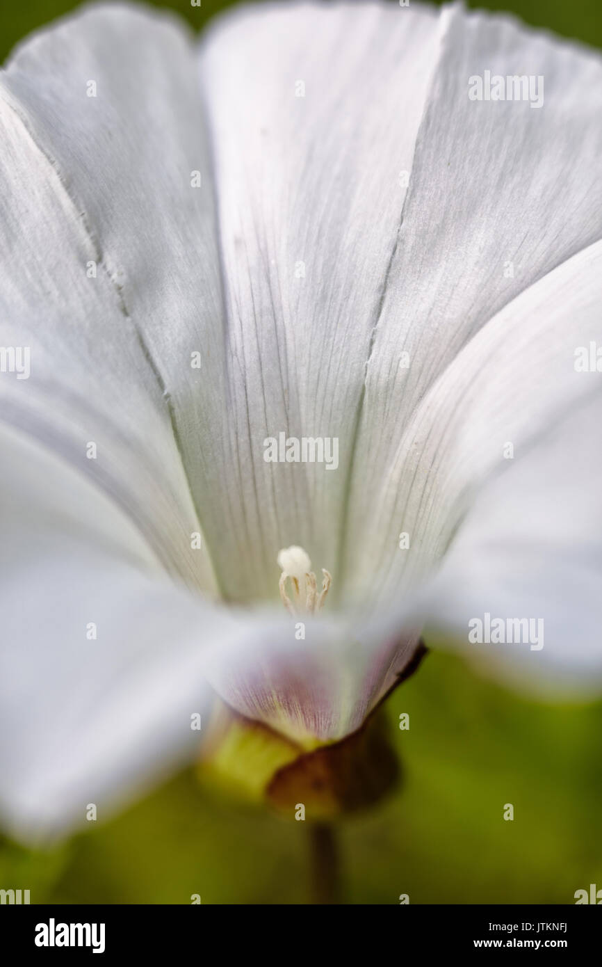 Bianco a forma di tromba wild hedge centinodia flower - close up. Foto Stock