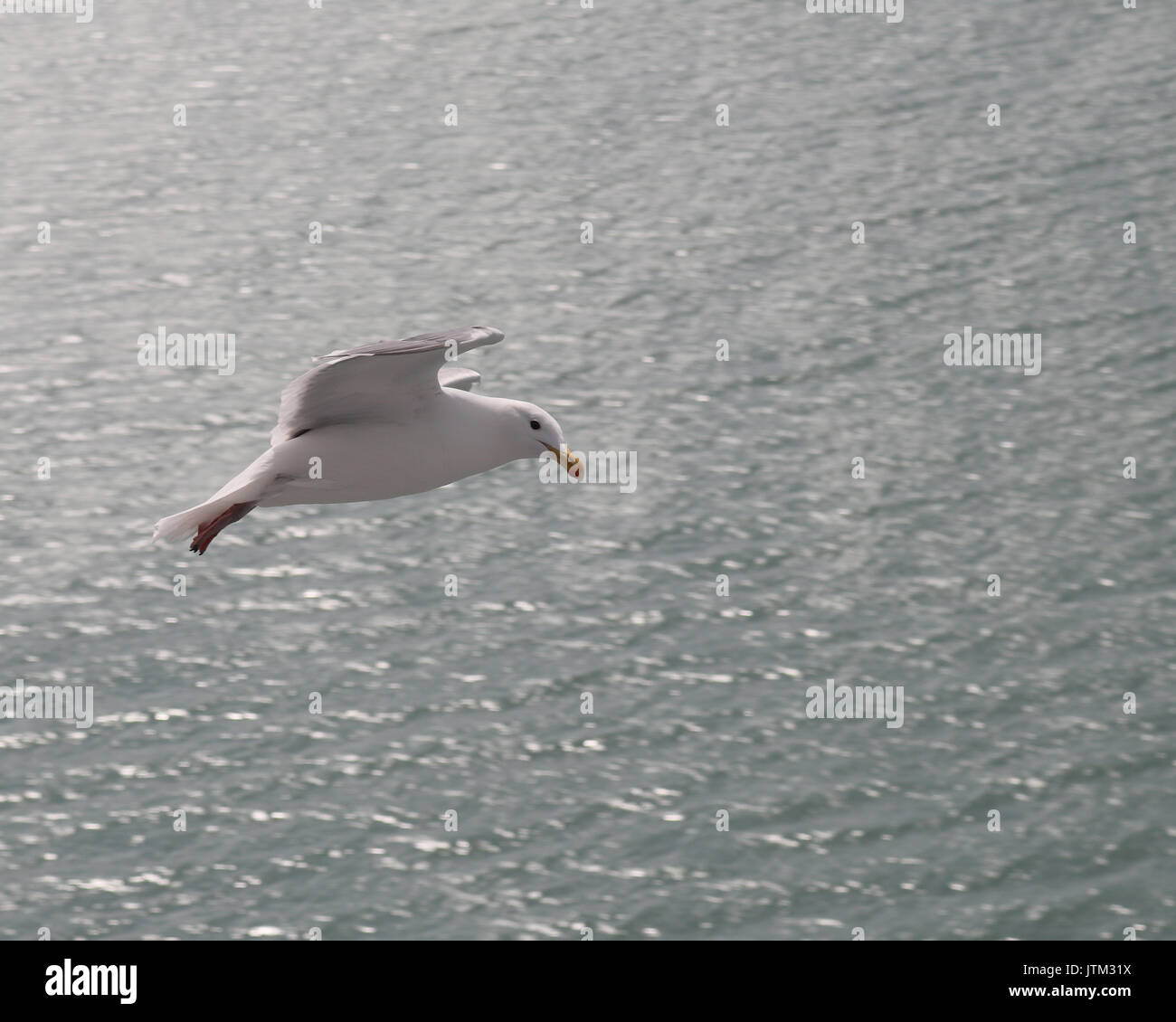 Glaucous-winged seagull in Alaska dopo lungo la nave di crociera in speranze per un pasto Foto Stock