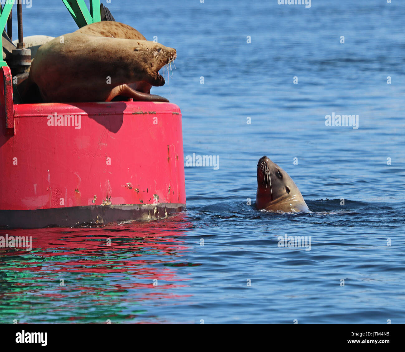 I leoni di mare contestando il territorio sulla boa in Alaska Foto Stock
