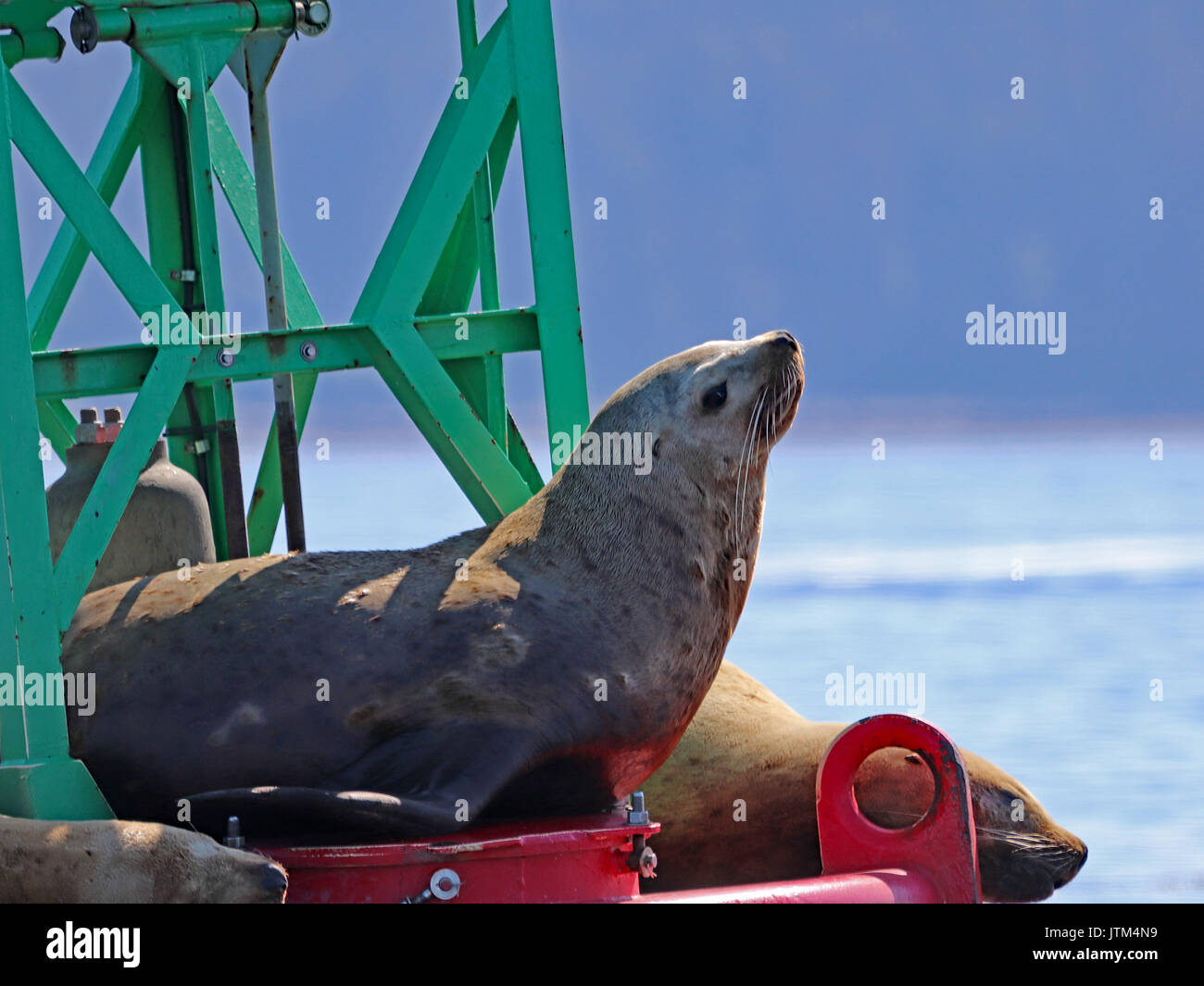 Stellar Sea Lion sul profilo di boa Foto Stock