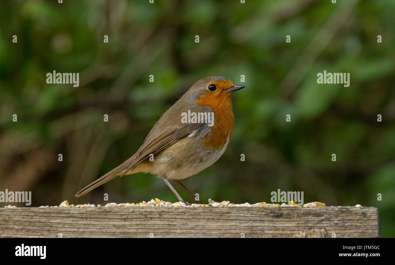 Robin. Erithacus rubecula sulla piattaforma di alimentazione nel giardino sul retro. Regno Unito Foto Stock