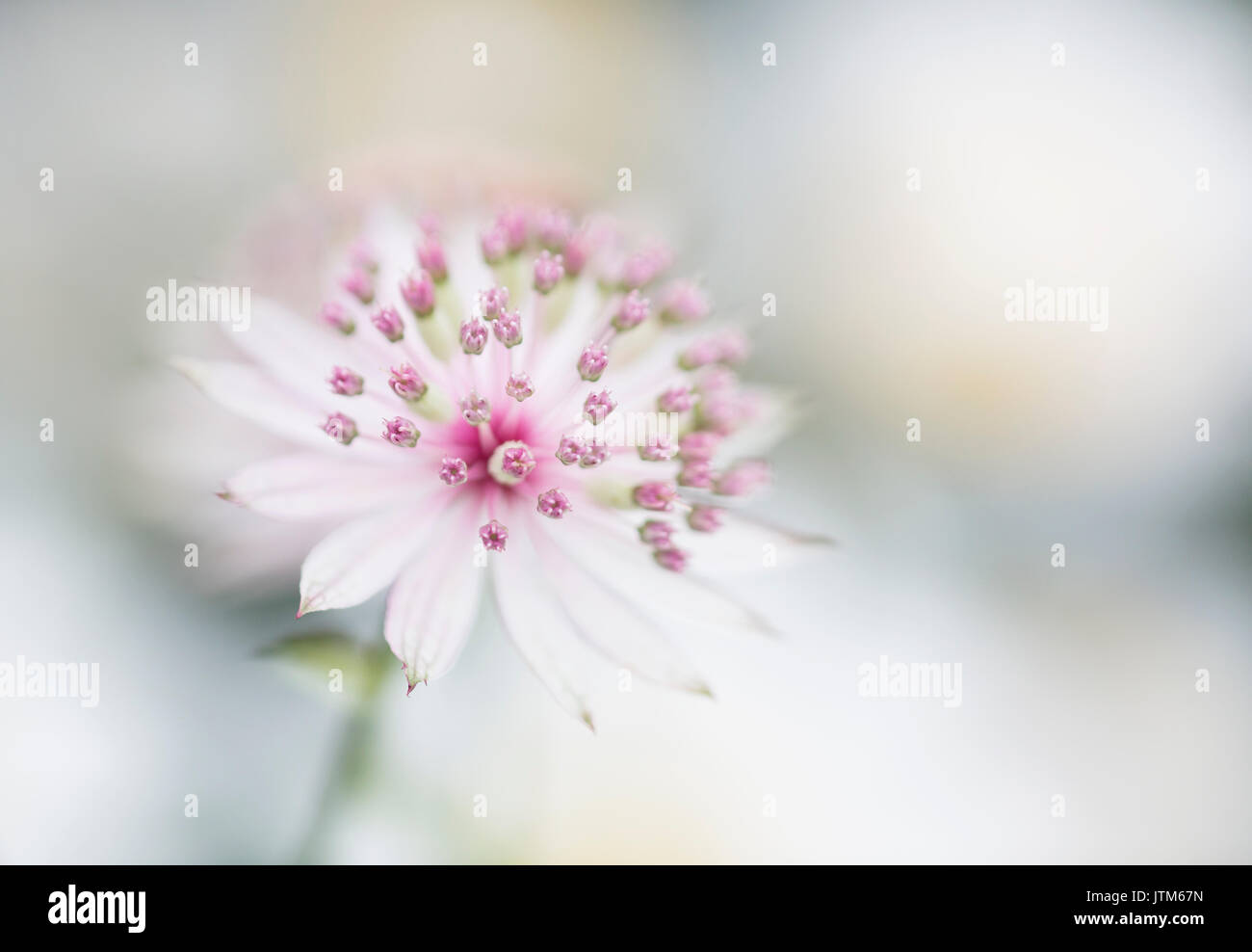 Astrantia grandi 'Buckland' Foto Stock