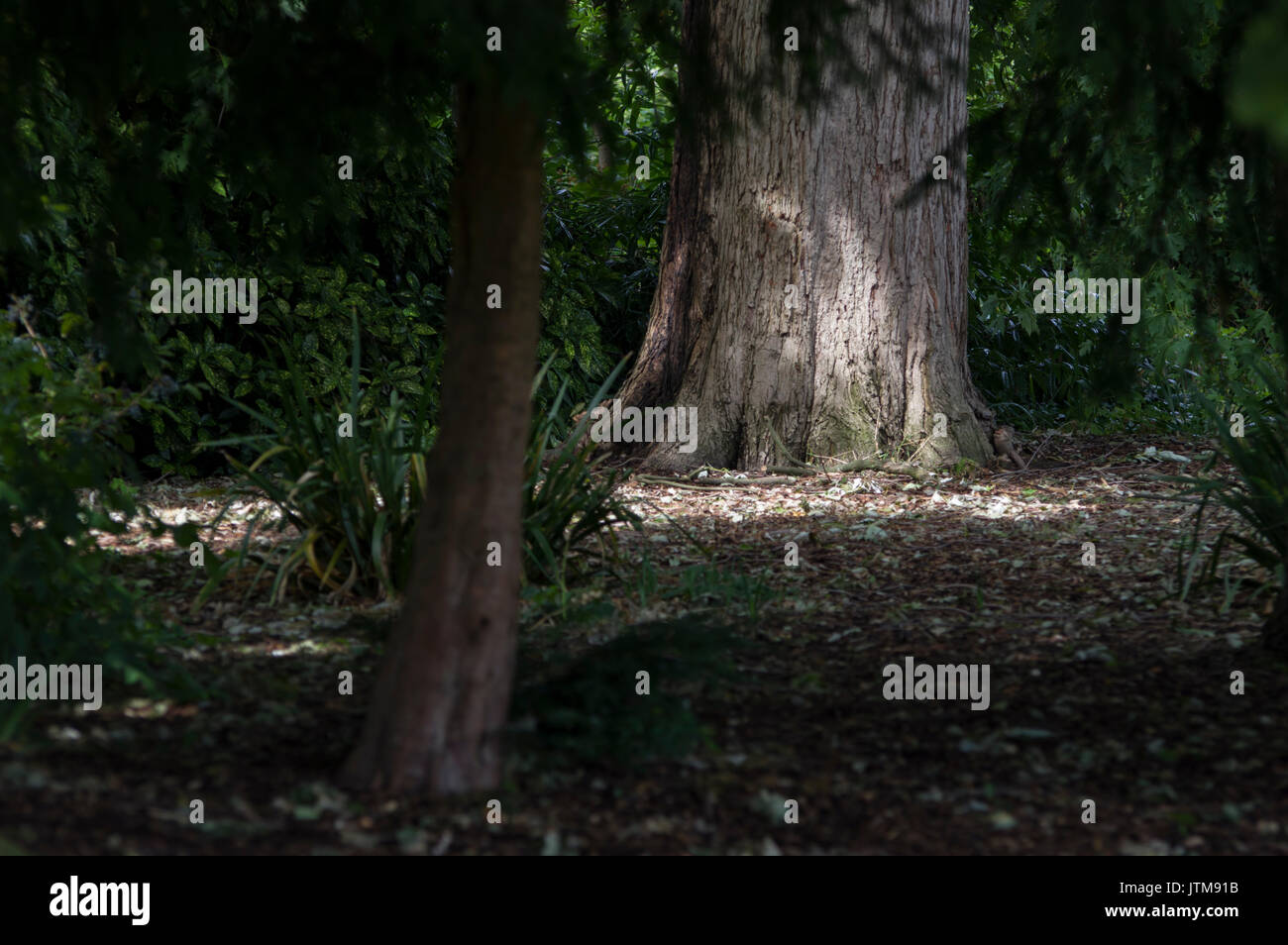 Dark e moody forest scena con luce solare pezzata e ombre su alberi e foglie in Inghilterra centrale Foto Stock