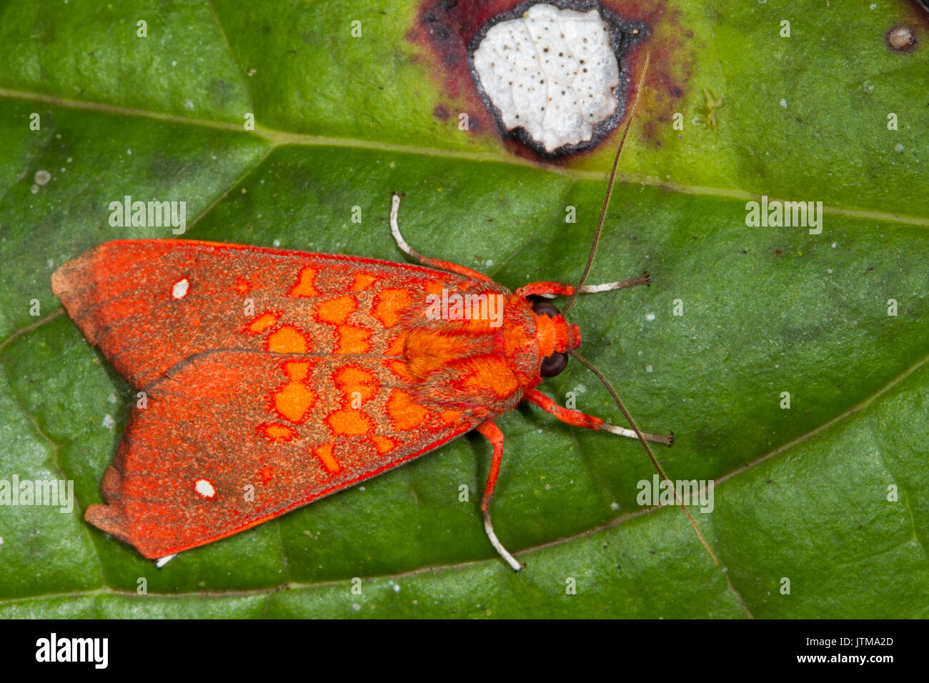 Un colorato tiger moth (Melese sp.) dal Sud America Foto Stock