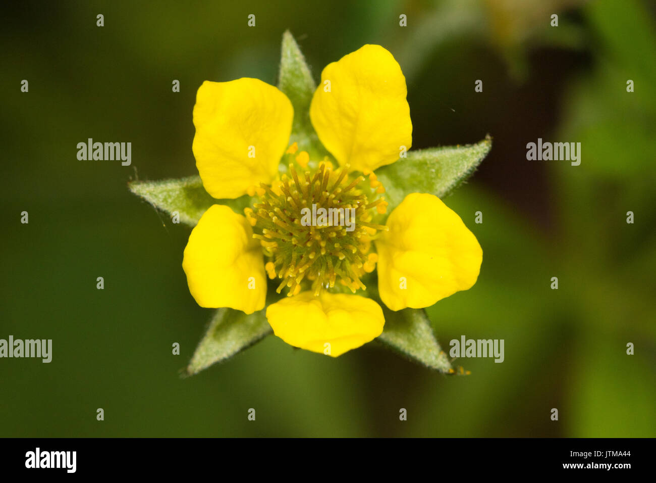 Legno (Avens Geum urbanum) fiore Foto Stock