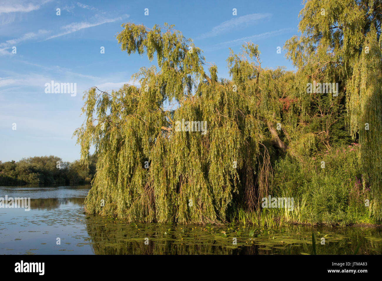 Salice piangente (Salix babylonica) sulle rive del fiume Trent, Nottinghamshire Foto Stock